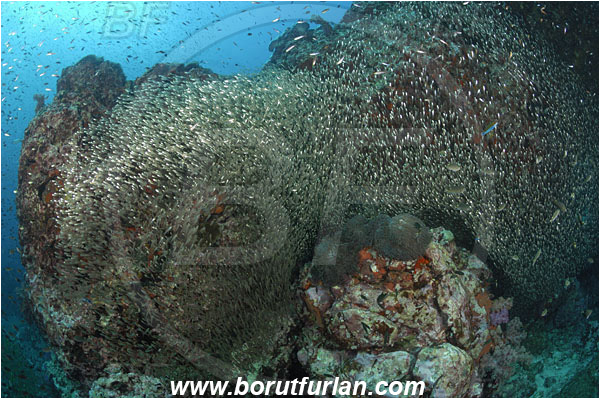 Richelieu rock, Thailand, Indian Ocean, Parapriacanthus ransonneti, Parapriacanthus, Pempheridae, Glassfish, Glassy sweeper, Sweeper, Fish, Fish school, Reef