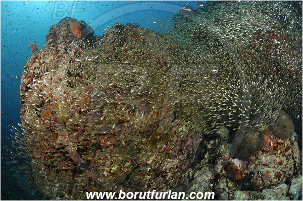 Richelieu rock, Thailand, Indian Ocean, Parapriacanthus ransonneti, Parapriacanthus, Pempheridae, Glassfish, Glassy sweeper, Sweeper, Fish, Fish school, Reef