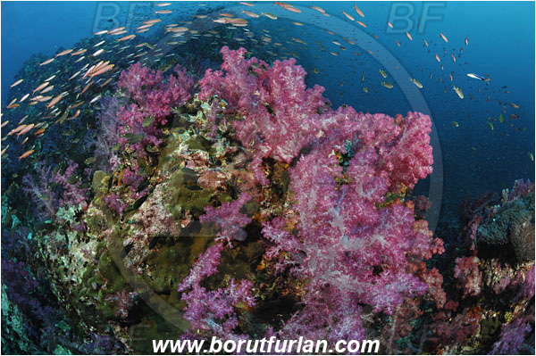 Richelieu rock, Thailand, Indian Ocean, Dendronephthya sp., Dendronephthya, Nephtheidae, Soft coral, Coral, Anthozoa, Cnidaria, Cnidarian, Reef, Fish school