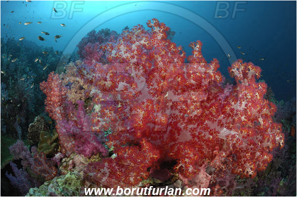 Richelieu rock, Thailand, Indian Ocean, Dendronephthya sp., Dendronephthya, Nephtheidae, Soft coral, Coral, Anthozoa, Cnidaria, Cnidarian, Reef
