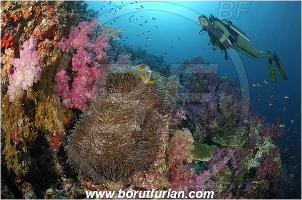 Richelieu rock, Thailand, Indian Ocean, Heteractis magnifica, Magnificent Sea Anemone, Anemone, Dendronephthya sp., Dendronephthya, Nephtheidae, Soft coral, Anthozoa, Cnidaria, Cnidarian, Reef, Diver