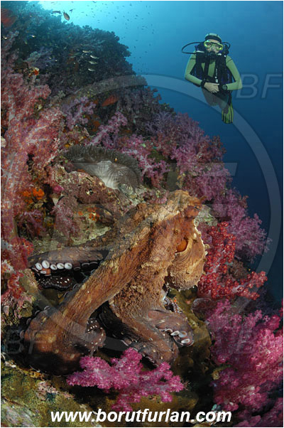 Richelieu rock, Thailand, Indian Ocean, Octopus cyanea, Octopus, Octopodidae, Cephalopoda, Mollusca, Mollusc, Big blue octopus, Dendronephthya sp., Dendronephthya, Nephtheidae, Soft coral, Coral, Anthozoa, Cnidaria, Cnidarian, Reef, Diver