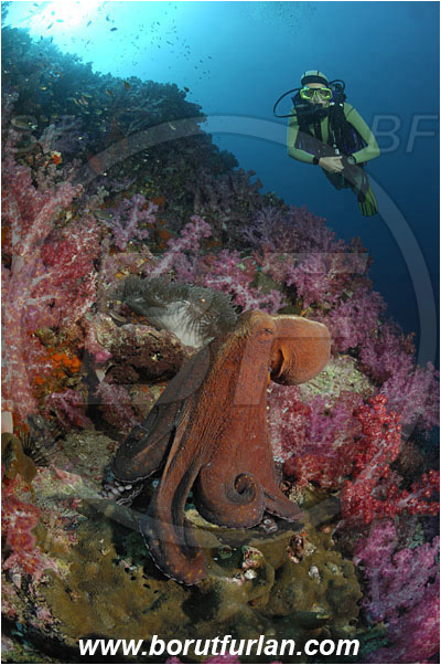 Richelieu rock, Thailand, Indian Ocean, Octopus cyanea, Octopus, Octopodidae, Cephalopoda, Mollusca, Mollusc, Big blue octopus, Dendronephthya sp., Dendronephthya, Nephtheidae, Soft coral, Coral, Anthozoa, Cnidaria, Cnidarian, Reef, Diver