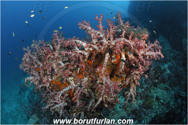Dendronephthya sp., Dendronephthya, Nephtheidae, Soft coral, Coral, Anthozoa, Cnidaria, Cnidarian, Reef