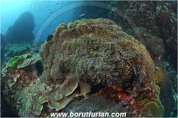 Richelieu rock, Thailand, Indian Ocean, Heteractis magnifica, Magnificent Sea Anemone, Anemone, Anthozoa, Cnidaria, Cnidarian, Reef
