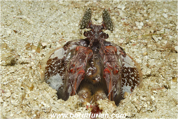Koh Tachai, Thailand, Indian Ocean, Lysiosquillina maculata, Lysiosquillina, Lysiosquillidae, Crustacea, Crustacean, Stomatopoda, Stomatopod, Zebra Mantis Shrimp, Mantis Shrimp