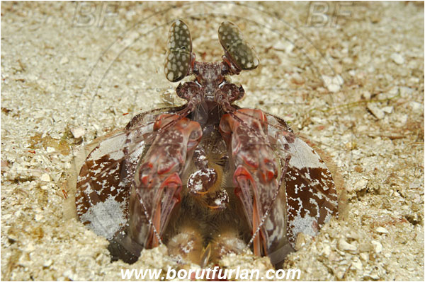 Koh Tachai, Thailand, Indian Ocean, Lysiosquillina maculata, Lysiosquillina, Lysiosquillidae, Crustacea, Crustacean, Stomatopoda, Stomatopod, Zebra Mantis Shrimp, Mantis Shrimp