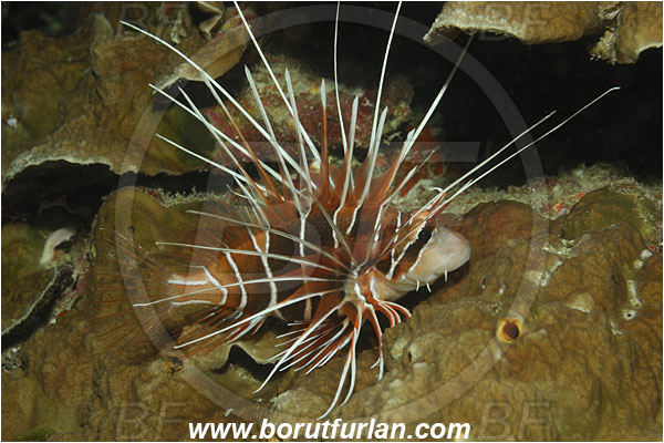 Koh Tachai, Thailand, Indian Ocean, Pterois radiata, Pterois, Scorpaenidae, Clearfin lionfish, Radial Firefish, Lionfish, Fish