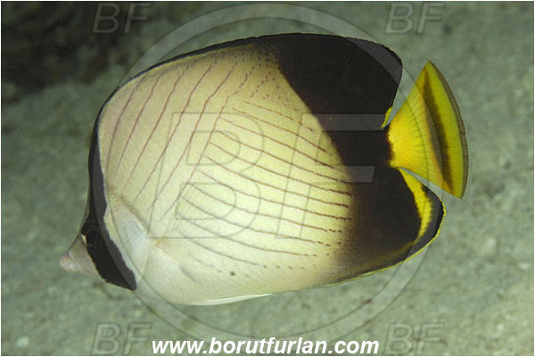 Koh Tachai, Thailand, Indian Ocean, Chaetodon vagabundus, Chaetodon, Chaetodontidae, Vagabond Butterflyfish, Butterflyfish, Fish