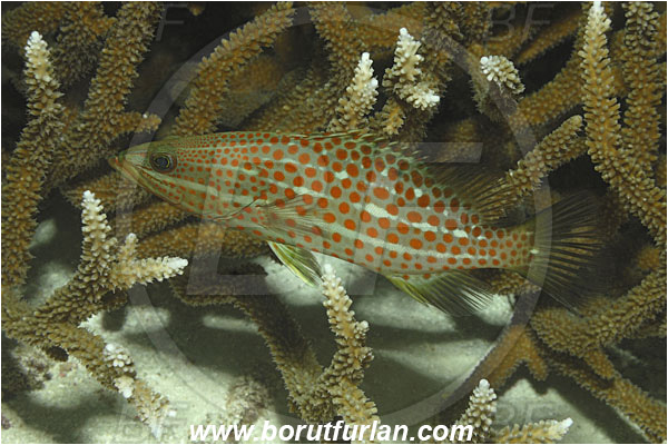 Koh Tachai, Thailand, Indian Ocean, Anyperodon leucogrammicus, Anyperodon, Serranidae, Slender Grouper, Grouper, Fish
