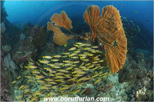 Kot Tachai, Thailand, Indian Ocean, Lutjanus lutjanus, Lutjanus, Lutjanidae, Bigeye Snapper, Snapper, Fish, Fish school, Annella mollis, Annella, Subergorgiidae, Gorgonian Sea Fan, Giant Sea Fan, Gorgonia, Sea fan, Coral, Cnidaria, Cnidarian, Reef
