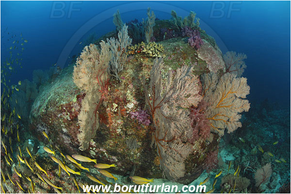 Kot Tachai, Thailand, Indian Ocean, Melithaea sp., Melithaea, Melithaeidae, Sea fan, Coral, Anthozoa, Cnidaria, Cnidarian, Reef