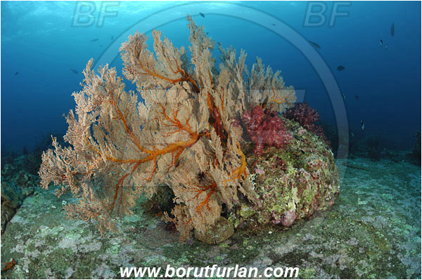 Kot Tachai, Thailand, Indian Ocean, Melithaea sp., Melithaea, Melithaeidae, Sea fan, Coral, Anthozoa, Cnidaria, Cnidarian, Reef