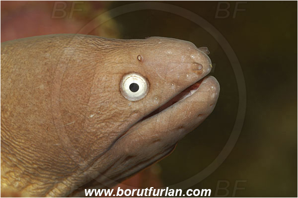 Khao Lak, Thailand, Indian Ocean, Gymnothorax thyrsoideus, Gymnothorax, Muraenidae, Greyface Moray Eel, White-Eyed Moray Eel, Moray, Fish, Portrait