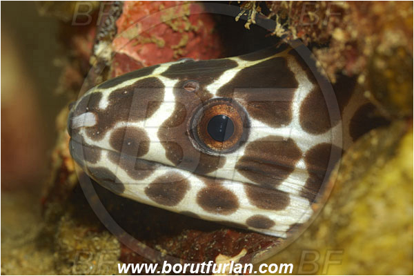 Khao Lak, Thailand, Indian Ocean, Gymnothorax favagineus, Gymnothorax, Muraenidae, Honeycomb Moray Eel, Laced Moray Eel, Moray, Fish, Portrait, Juvenile
