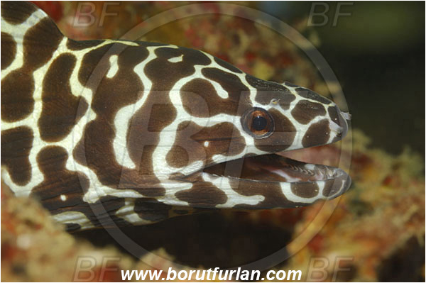 Khao Lak, Thailand, Indian Ocean, Gymnothorax favagineus, Gymnothorax, Muraenidae, Honeycomb Moray Eel, Laced Moray Eel, Moray, Fish, Portrait, Juvenile