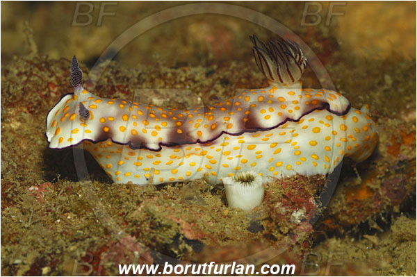 Khao Lak, Thailand, Indian Ocean, Hypselodoris pulchella, Hypselodoris, Chromodorididae, Beautiful Hypselodoris, Beautiful Gypsy Nudibranch, Nudibranch, Sea slug, Gastropoda, Mollusca, Mollusc