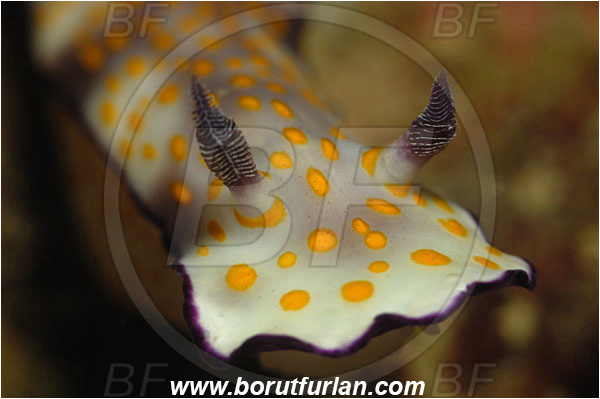 Khao Lak, Thailand, Indian Ocean, Hypselodoris pulchella, Hypselodoris, Chromodorididae, Beautiful Hypselodoris, Beautiful Gypsy Nudibranch, Nudibranch, Sea slug, Gastropoda, Mollusca, Mollusc, Portrait