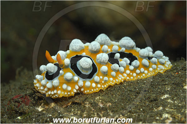 Tulamben, Bali, Indonesia, Phyllidia ocellata, Phyllidia, Phyllidiidae, Ocellated Phyllidia, Nudibranch, Sea slug, Gastropoda, Mollusca, Mollusc