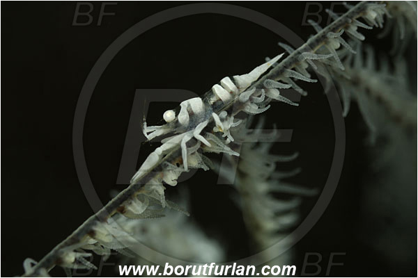 Tulamben, Bali, Indonesia, Pontonides unciger, Pontonides, Palaemonidae, Decapoda, Whip Coral Shrimp, Shrimp, Crustacea, Crustacean