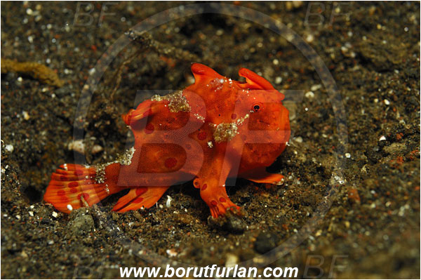 Tulamben, Bali, Indonesia, Antennarius pictus, Antennarius, Antennariidae, Painted frogfish, Frogfish, Fish, Juvenile