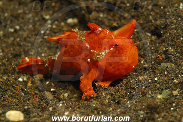 Tulamben, Bali, Indonesia, Antennarius pictus, Antennarius, Antennariidae, Painted frogfish, Frogfish, Fish, Juvenile