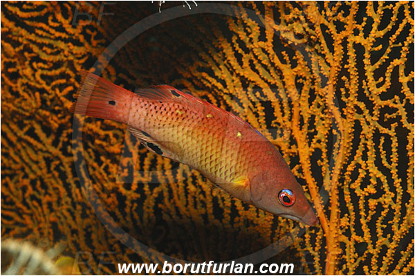 Tulamben, Bali, Indonesia, Bodianus diana, Bodianus, Labridae, Red Diana Hogfish, Diana