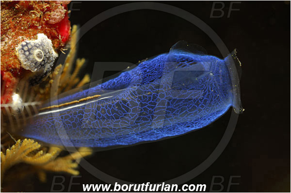 Tulamben, Bali, Indonesia, Rhopalaea sp., Rhopalaea, Diazonidae, Tunicata, Translucent Sea Squirt, Tunicate