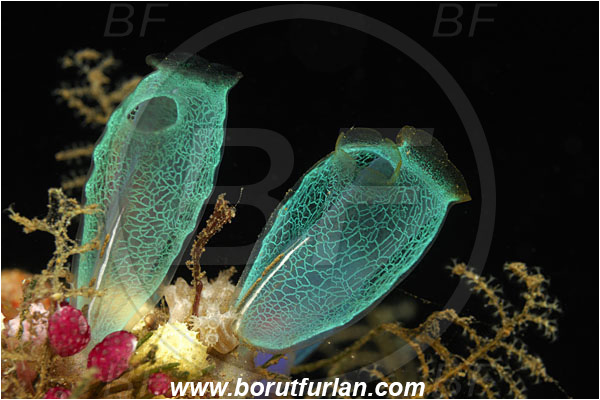 Tulamben, Bali, Indonesia, Rhopalaea sp., Rhopalaea, Diazonidae, Tunicata, Translucent Sea Squirt, Tunicate