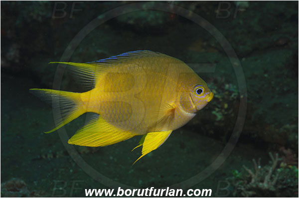 Tulamben, Bali, Indonesia, Amblyglyphidodon aureus, Amblyglyphidodon, Pomacentridae, Golden damselfish, Damselfish, Fish