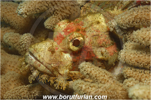 Tulamben, Bali, Indonesia, Scorpaenopsis oxycephala, Scorpaenopsis, Tassled scorpionfish, led Scorpionfish, Scorpionfish, Fish, Scorpaenidae, Portrait