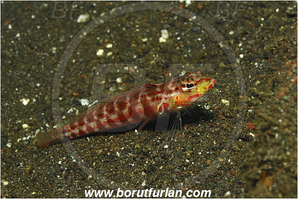 Tulamben, Bali, Indonesia, Parapercis schauinslandii, Parapercis, Pinguipedidae, Redspotted sandperch, Sandperch, Fish