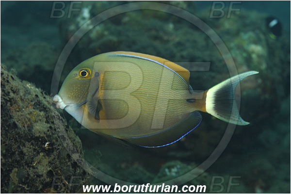 Tulamben, Bali, Indonesia, Acanthurus bariene, Acanthurus, Acanthuridae, Black Spot Tang, Black-Spot Surgeonfish, Surgeonfish, Fish