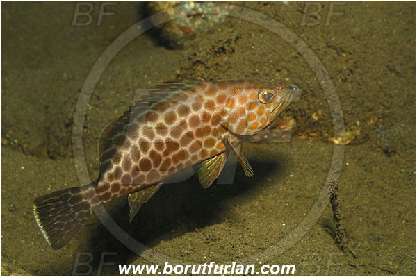 Tulamben, Bali, Indonesia, Epinephelus areolatus, Epinephelus, Serranidae, Areolate grouper, Grouper, Fish