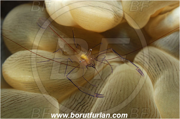 Tulamben, Bali, Indonesia, Vir philippinensis, Vir, Palaemonidae, Decapoda, Crustacea, Crustacean, Bubble Coral Shrimp, Shrimp