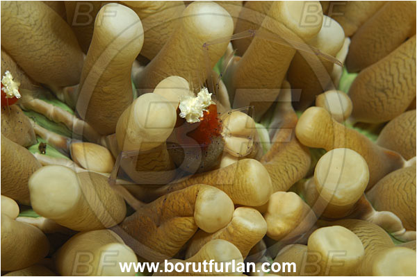 Tulamben, Bali, Indonesia, Cuapetes kororensis, Cuapetes, Palaemonidae, Decapoda, Mushroom Coral Shrimp, Shrimp, Crustacea, Crustacean