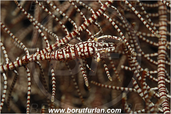 Tulamben, Bali, Indonesia, Laomenes pardus, Laomenes, Palaemonidae, Leopard Crinoid Shrimp, Shrimp, Decapoda, Crustacea, Crustacean