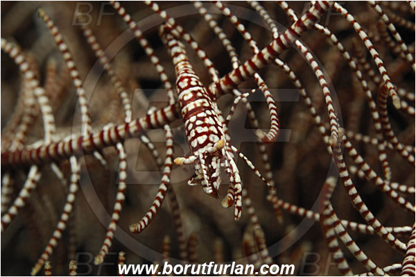 Tulamben, Bali, Indonesia, Laomenes pardus, Laomenes, Palaemonidae, Leopard Crinoid Shrimp, Shrimp, Decapoda, Crustacea, Crustacean