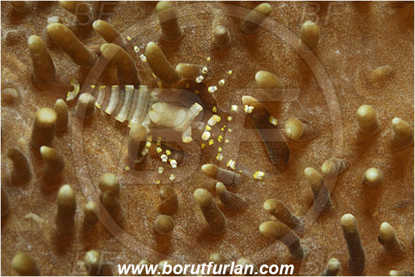 Tulamben, Bali, Indonesia, Pliopontonia furtiva, Pliopontonia, Palaemonidae, Disc Anemone Shrimp, Shrimp, Decapoda, Crustacea, Crustacean