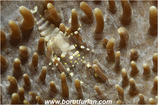 Tulamben, Bali, Indonesia, Pliopontonia furtiva, Pliopontonia, Palaemonidae, Disc Anemone Shrimp, Shrimp, Decapoda, Crustacea, Crustacean