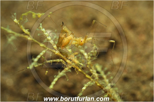 Tulamben, Bali, Indonesia, Caprellidae, Skeleton Shrimp, Shrimp, Decapoda, Crustacea, Crustacean, Unidentified