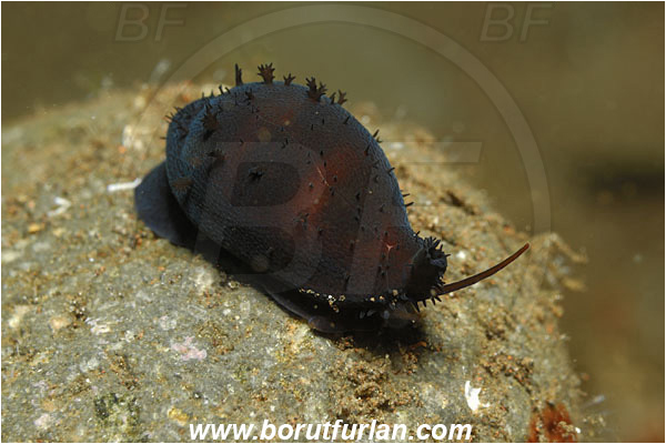 Tulamben, Bali, Indonesia, Palmadusta asellus, Palmadusta, Cypraeidae, Little Ass Cowry, Cowry, Sea snail, Gastropoda, Mollusca, Mollusc