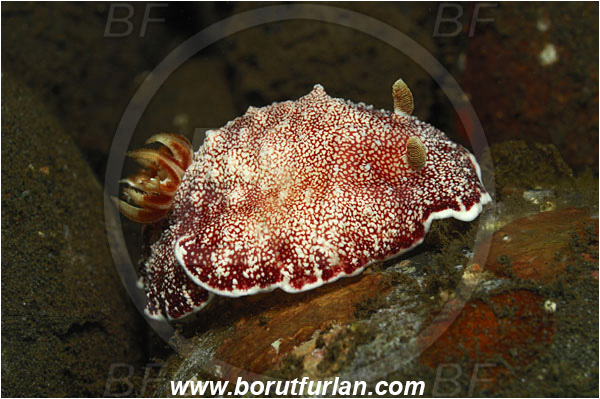 Tulamben, Bali, Indonesia, Goniobranchus reticulatus, Goniobranchus, Chromodorididae, Red Reticulate Nudibranch, Nudibranch, Sea slug, Gastropoda, Mollusca, Mollusc
