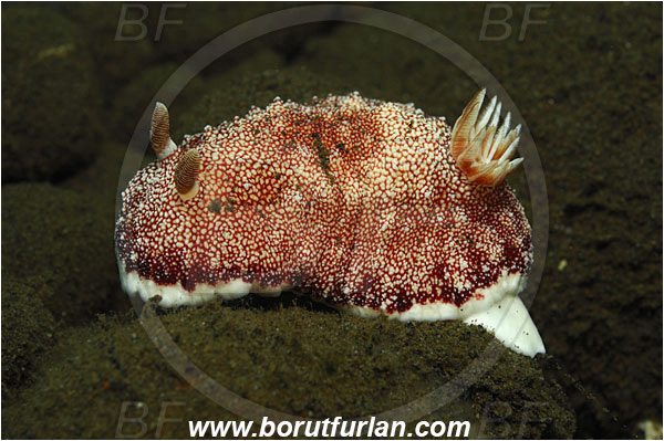 Tulamben, Bali, Indonesia, Goniobranchus reticulatus, Goniobranchus, Chromodorididae, Red Reticulate Nudibranch, Nudibranch, Sea slug, Gastropoda, Mollusca, Mollusc