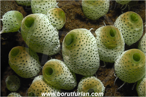 Tulamben, Bali, Indonesia, Atriolum robustum, Atriolum, Didemnidae, Tunicata, Tunicate, Colonial tunicate, Colonial sea squirt, Robust sea squirt