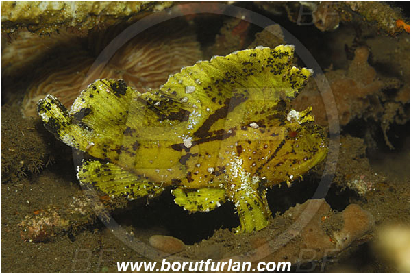 Tulamben, Bali, Indonesia, Taenianotus triacanthus, Taenianotus, Scorpaenidae, Leaf Scorpionfish, Scorpionfish, Fish