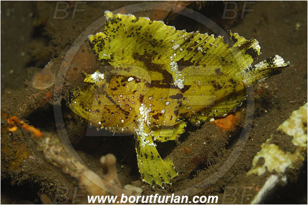 Tulamben, Bali, Indonesia, Taenianotus triacanthus, Taenianotus, Scorpaenidae, Leaf Scorpionfish, Scorpionfish, Fish