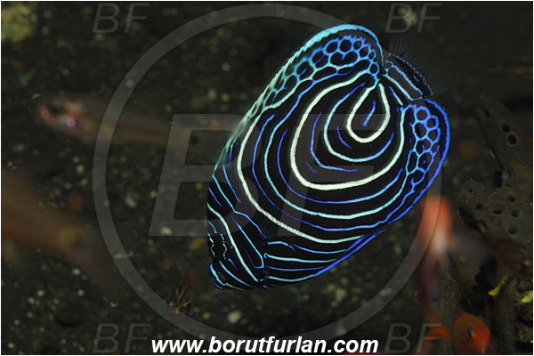 Tulamben, Bali, Indonesia, Pomacanthus imperator, Pomacanthus, Emperor Angelfish, Angelfish, Pomacanthidae, Fish, Juvenile