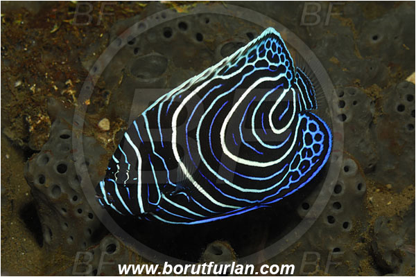 Tulamben, Bali, Indonesia, Pomacanthus imperator, Pomacanthus, Emperor Angelfish, Angelfish, Pomacanthidae, Fish, Juvenile