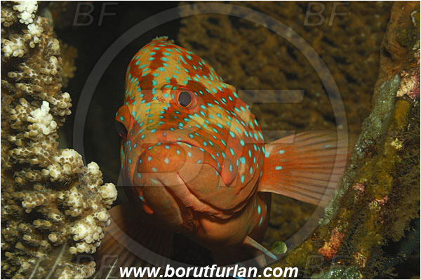 Tulamben, Bali, Indonesia, Cephalopholis miniata, Cephalopholis, Serranidae, Coral grouper, Grouper, Fish, Portrait